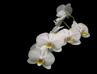 Naklejka na ściany i meble beautiful white orchid branch isolated on black background close