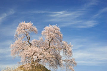 陽春の桜