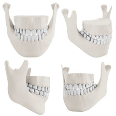 3d human jaw bone closed with teeth collection