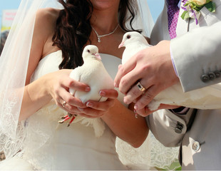 Two white doves. Wedding