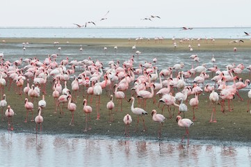 Fototapeta premium Zwergflamingos (Phoeniconaias minor) in der Lagune von Walvisbay