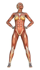 Muscle Maps