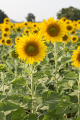 sunflower in field