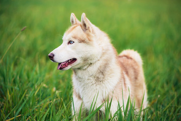 Portrait of Siberian husky on green grass background