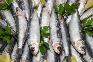 Sardinas frescas