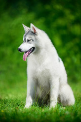 Portrait of Siberian husky on green foliage background