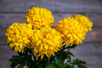 Flowers. Beautiful yellow chrysanthemum in a vase