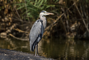 Grey Heron