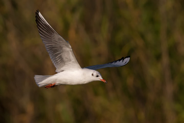 Black-Headed Gull Flying