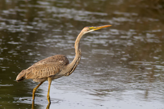 Purple Heron