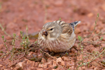 Common Linnet