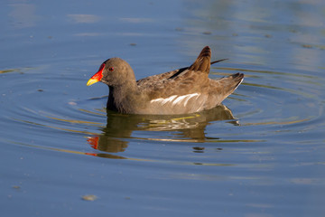 Common Moorhen