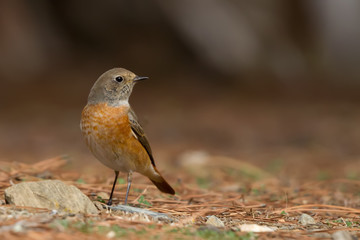 Common Redstart On The Ground