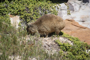 Klippschliefer beim Fressen