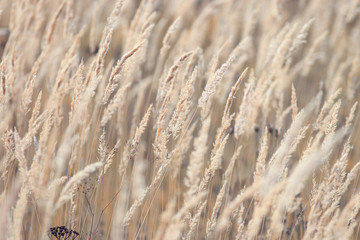Fototapeta premium Autumn dry grass background texture