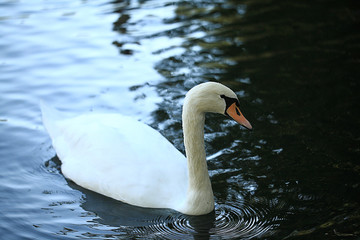 white swans in the lake