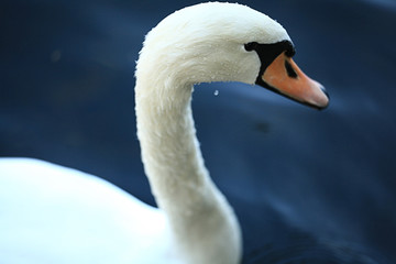 white swans in the lake