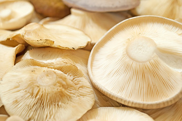 Picked mushrooms close up