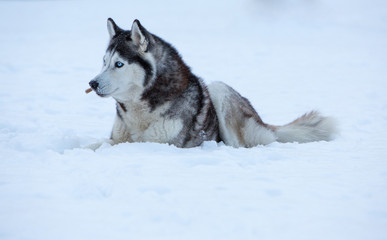 Siberian Husky dog