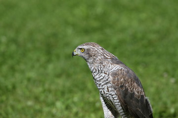isolated Peregrine Falcon on the lawn in the mountains