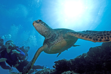 Obraz na płótnie Canvas Hawaii Turtle Swimming