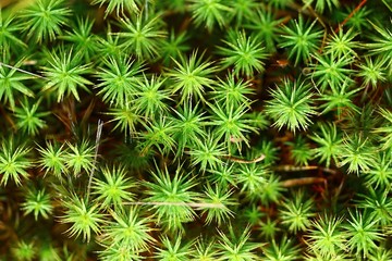 texture of green moss