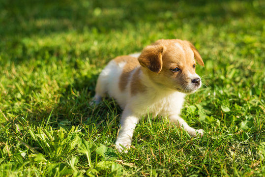 Puppy laying and posing on the grass