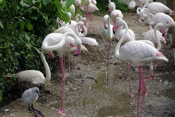 Aluminium Prints Flamingo flamingo bird baby