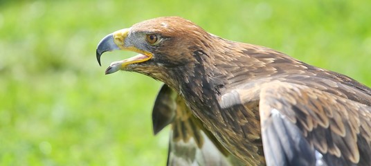 majestic Great Eagle and opens the berk ready to fly