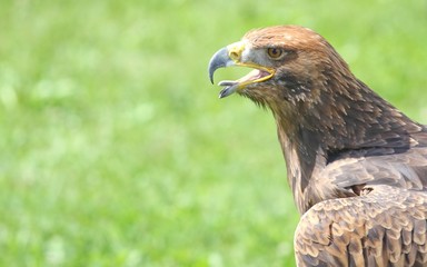 angry Eagle with open beak and tongue out