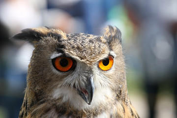 huge OWL with orange eyes and the thick plumage