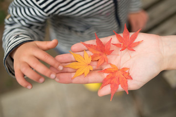 もみじの葉で遊ぶ親子