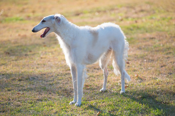 Obraz premium ボルゾイ