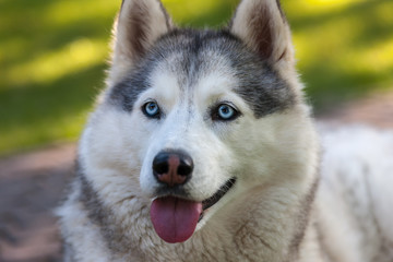 Portrait of Siberian Husky