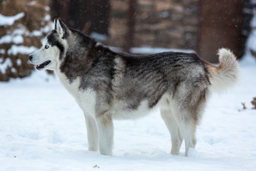 Siberian Husky dog