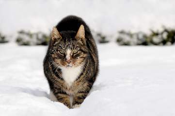 Fototapeta premium Katze im Schnee