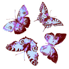 butterflies design