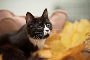 Portrait of a black cat with autumn leaves.