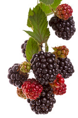 Branch large blackberries