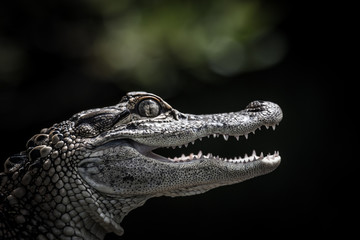 Portrait d& 39 un jeune alligator