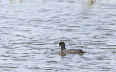 Common Coot swimming