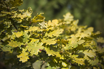 Macchia Mediterranea