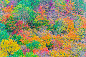 Fall colors Algonquin Park, Ontario, Canada.