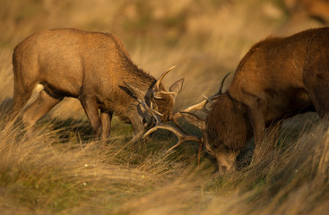 Red deer fight during the rut, UK