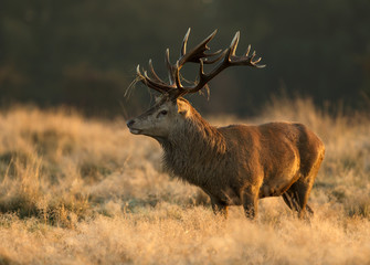 Red deer stag with grass on antlers, UK
