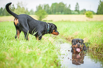 Rottweiler dogs near the water on a hot day