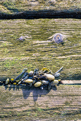 Bladderwrack growing between old mossy planks from close