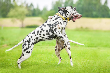 Two dalmatian dogs playing