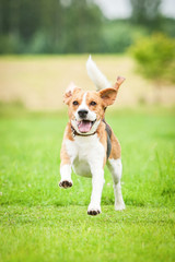 Naklejka na ściany i meble Happy beagle dog running with flying ears