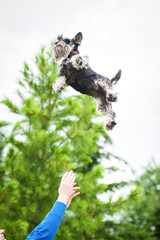 The girl throw miniature schnauzer dog into the air